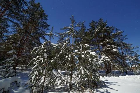 Coniferous forest after a snowfall on the background of the starry sky. Pho.. Stock Photos