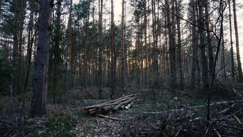 Coniferous forest and cut down young trees Stock Footage 105868327