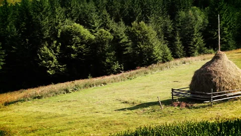 Coniferous forest and haymaking Видео 106454612