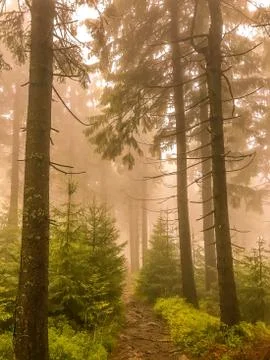 Coniferous forest and road between trees completely hidden in fog playing whi Stockfoto's