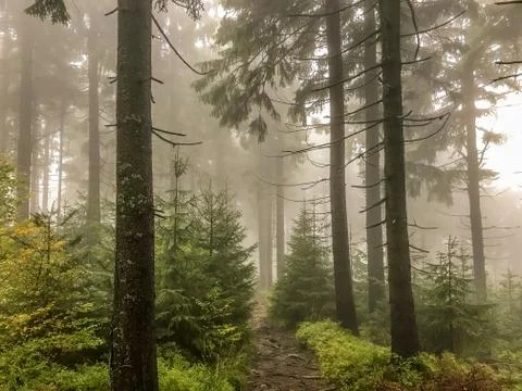 Coniferous forest and road between trees completely hidden in fog playing whi Stock-Fotos