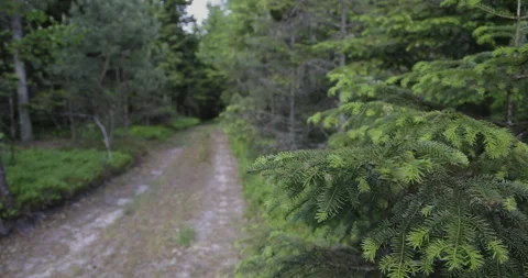 Coniferous forest and road, camera movement, 4K slomo Stock Footage 244326260