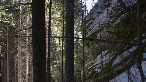 Coniferous forest and rocks in winter Stock Footage 119225261