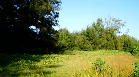 Coniferous forest around glade. 스톡 동영상 65513193