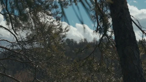 Coniferous forest background Stock Footage 91646828