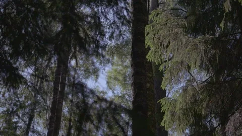 Coniferous Forest On Background Of Sky Stock Footage 93236049