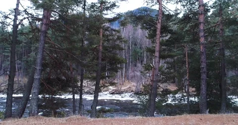 Coniferous forest on the background of a winter mountain river Vídeos de archivo 149374342