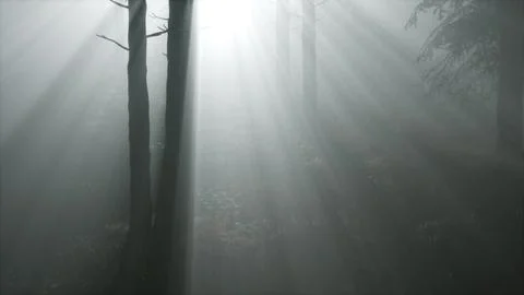 Coniferous Forest Backlit by the Fising Sun on a misty Stock Illustration