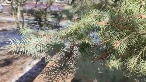 Coniferous Forest, Beautiful Wildlife. Stock Footage 170374577