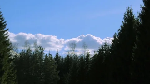 Coniferous forest with blue sky time lapse Stock Footage 73993047