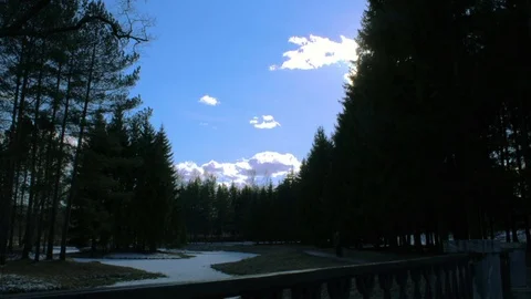 Coniferous forest with blue sky time lapse Stock Footage 73993075