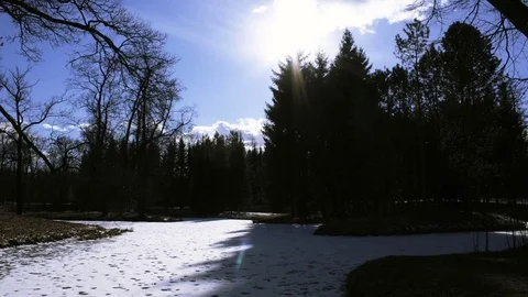 Coniferous forest with blue sky time lapse Stock Footage 73993102