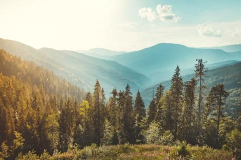 Coniferous forest on the Carpathians background. 写真素材