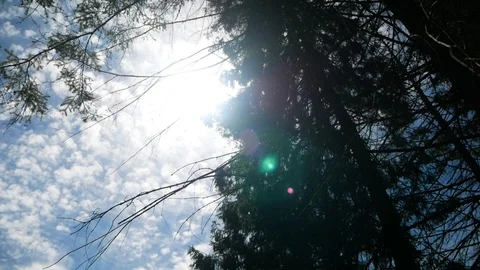 Coniferous forest. Carpathians Stock Footage 95112654