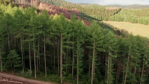 A coniferous forest with a cleared area from above down in 4k Stock Footage 140126581