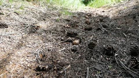 Coniferous forest. Cone Stock Footage 95112562