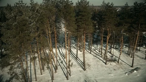 Coniferous forest covered with snow Video stock 87248063