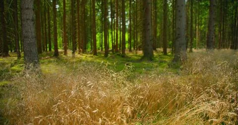 Coniferous forest is in danger. Dry grass, hot weather are the conditions f.. Stock Photos