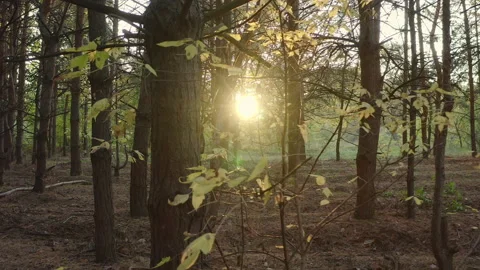 Coniferous forest at dawn. The rays of the sun break through the trees. Stock Footage 219572006
