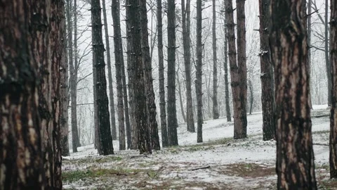 Coniferous forest during the first snow Stock Footage 252348675