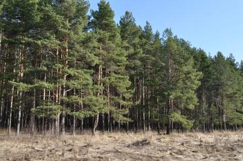 Coniferous forest edge Stock Photos