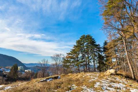 Coniferous forest edge Stock Photos
