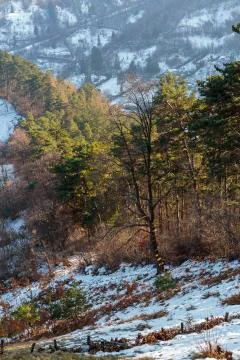 Coniferous forest edge in winter Foto stock