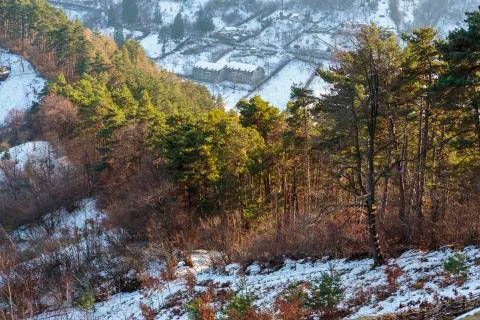 Coniferous forest edge in winter Stock Photos