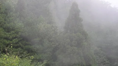 Coniferous Forest Emerging from Thick Mountain Fog, Lushan China Stock Footage 346733075