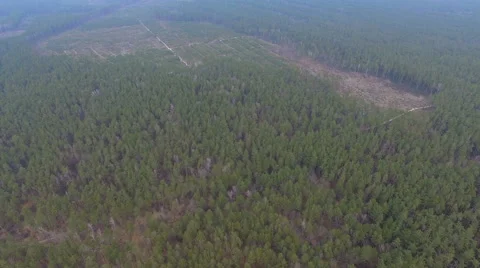 Coniferous forest felling Stock Footage 60815846