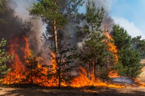 Coniferous forest in fire Stock Photos