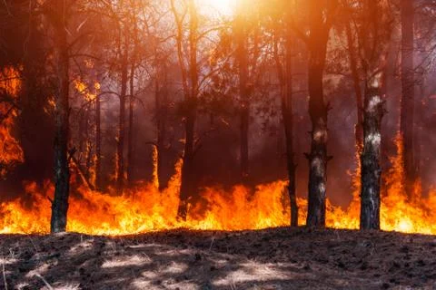 Coniferous forest in fire Stock Photos