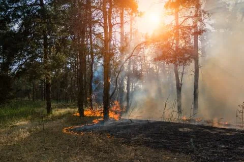 Coniferous forest in fire Stockfoto's