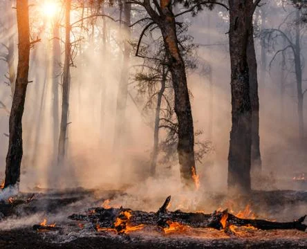 Coniferous forest in fire Stock Photos