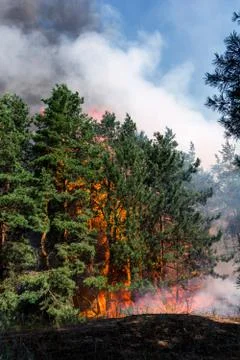 Coniferous forest in fire Fotos Stock