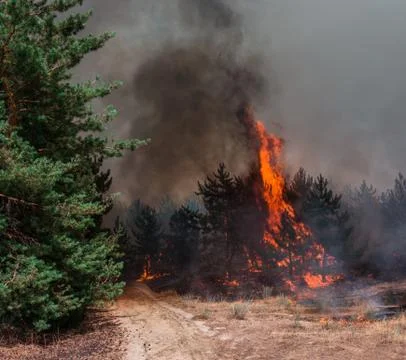 Coniferous forest in fire 스톡 사진