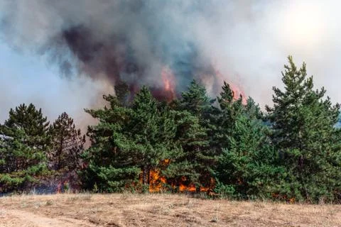 Coniferous forest in fire Photos