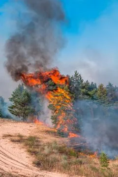 Coniferous forest in fire Stockfoto's
