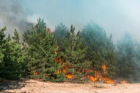 Coniferous forest in fire Stockfoto's