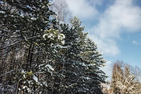 Coniferous forest with the first snow on the branches Stock Photos