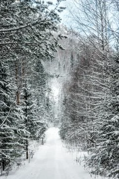 Coniferous forest with the first snow on the branches Stock Photos