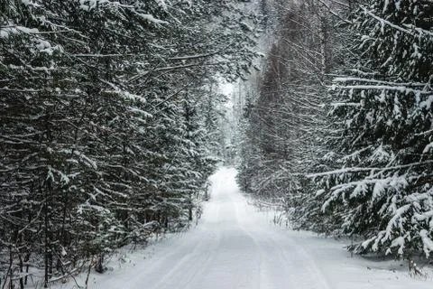 Coniferous forest with the first snow on the branches Stock-Fotos