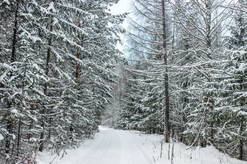 Coniferous forest with the first snow on the branches Stock Photos