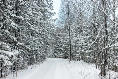 Coniferous forest with the first snow on the branches Stock Photos
