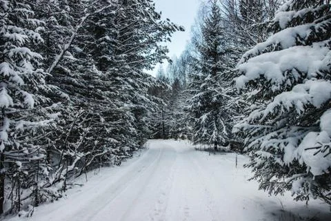 Coniferous forest with the first snow on the branches Stock Photos