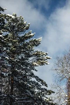 Coniferous forest with the first snow on the branches Stock Photos
