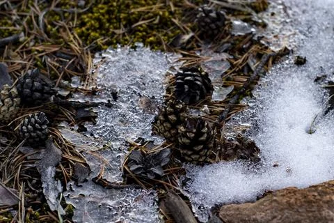 Coniferous forest floor with pine cones, fir needles and moss under melting snow Stock Photos