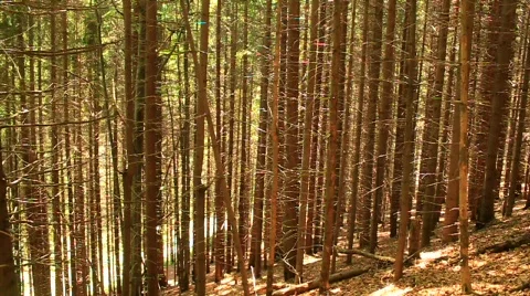 Coniferous forest Stock Footage 739773