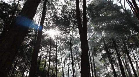 Coniferous forest Stock Footage 34315398