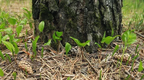 Coniferous Forest Video stock 39209957